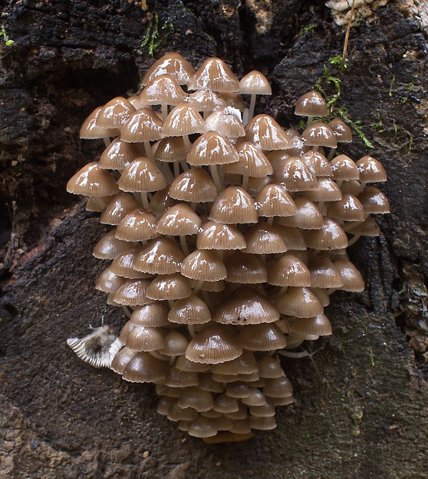 prilbička hnedosivá Mycena tintinnabulum (Paulet) Quél.