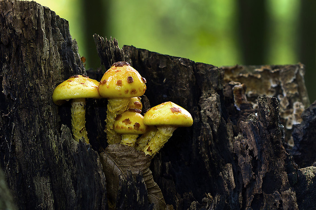 šupinovka slizká Pholiota adiposa (Batsch) P. Kumm.