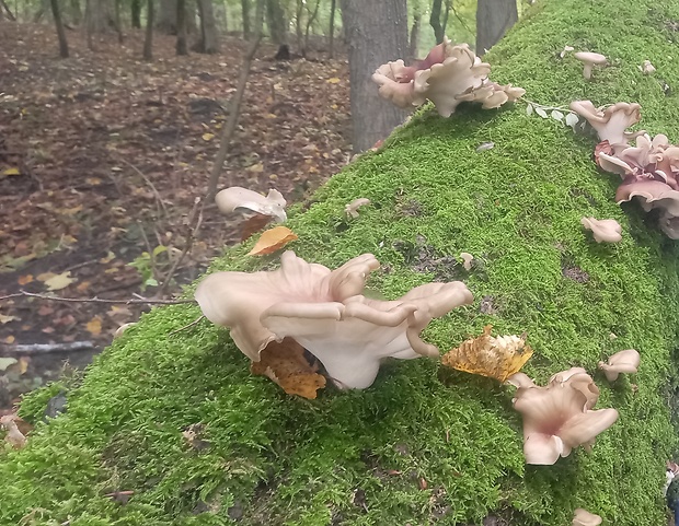 hliva lievikovitá Pleurotus cornucopiae (Paulet) Rolland