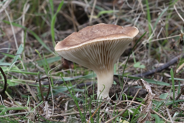 hliva kotúčová Pleurotus eryngii (DC.) Quél.