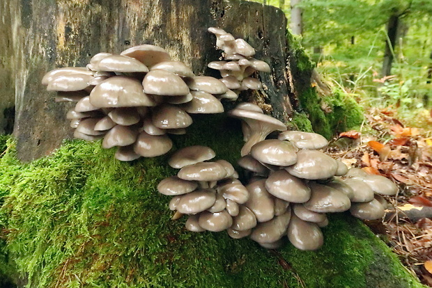 hliva ustricovitá Pleurotus ostreatus (Jacq.) P. Kumm.