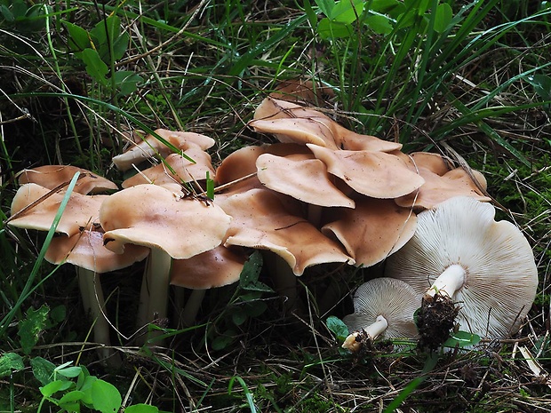 peniazovka Rhodocollybia prolixa (Hornem.) Antonín & Noordel.