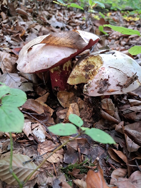 hríb satanský Rubroboletus satanas f. satanas (Lenz) Kuan Zhao & Zhu L. Yang