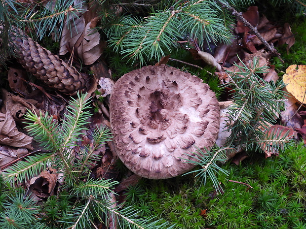 jelenkovec škridlicovitý Sarcodon imbricatus (L.) P. Karst.