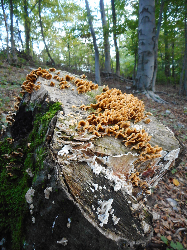 pevník žltnúci Stereum subtomentosum Pouzar