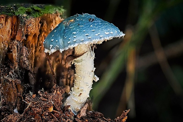 golierovka zelenkastá Stropharia aeruginosa (Curtis) Quél.