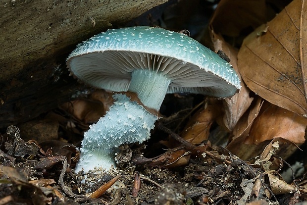 golierovka zelenomodrá Stropharia caerulea Kreisel