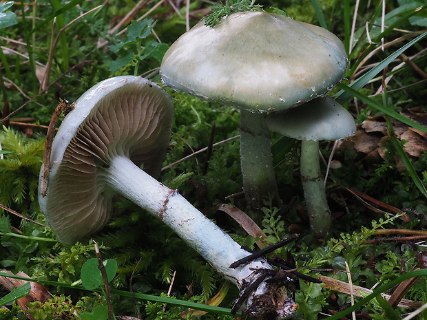 golierovka zelenomodrá Stropharia caerulea Kreisel