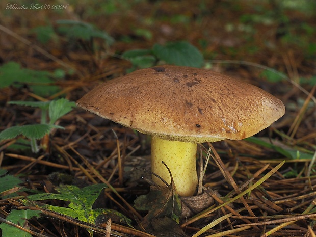 masliak kopcový Suillus collinitus (Fr.) Kuntze