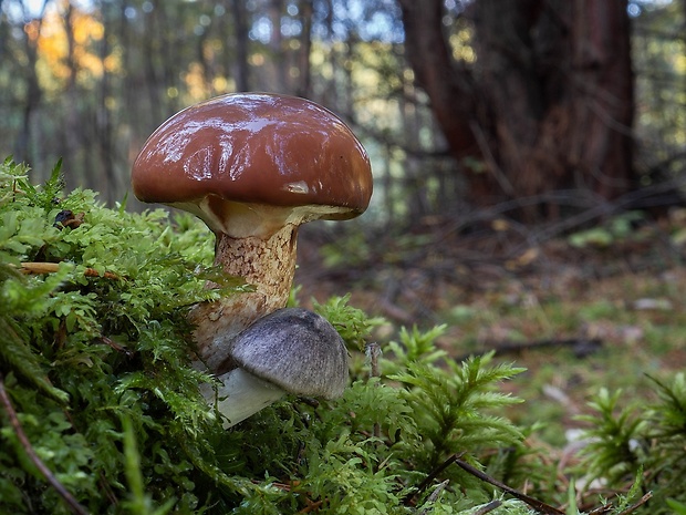 masliak obyčajný Suillus luteus (L.) Roussel