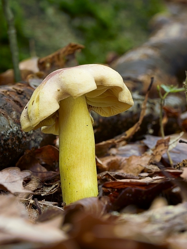 čírovka sírovožltá Tricholoma sulphureum (Bull.) P. Kumm.