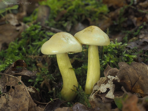 čírovka sírovožltá Tricholoma sulphureum (Bull.) P. Kumm.