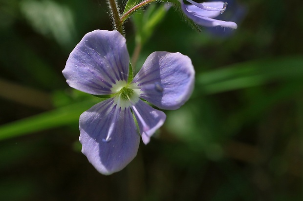 veronika Veronica sp.