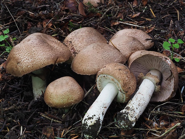 pečiarka lesná Agaricus sylvaticus Schaeff.