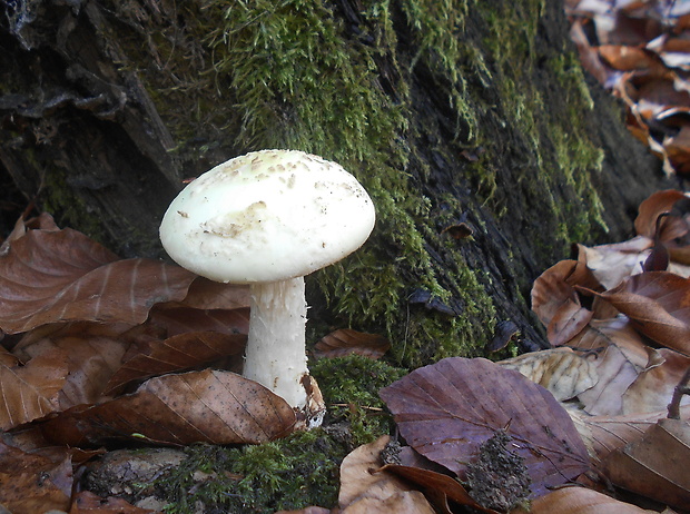 muchotrávka citrónovožltá Amanita citrina Pers.