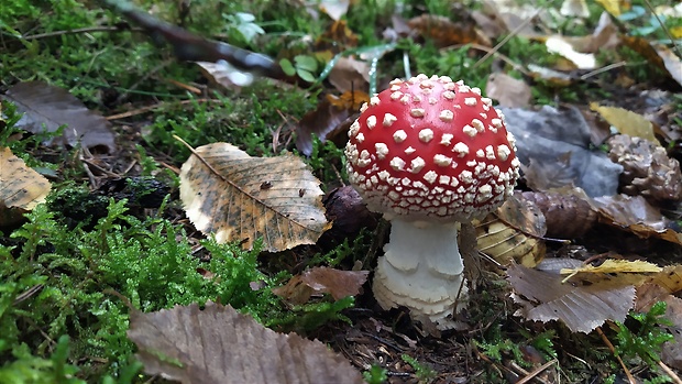 muchotrávka červená Amanita muscaria (L.) Lam.