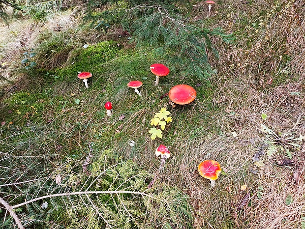 muchotrávka červená Amanita muscaria (L.) Lam.