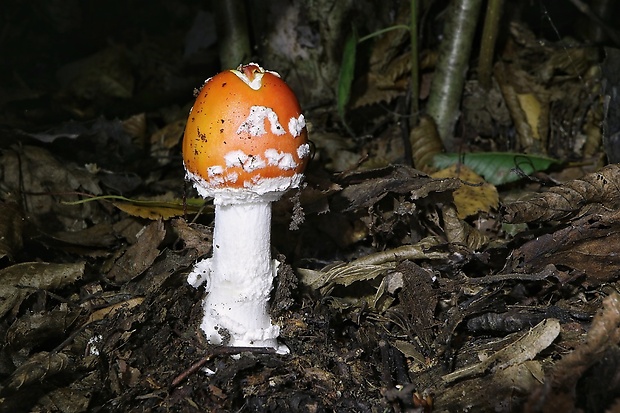 muchotrávka červená Amanita muscaria (L.) Lam.