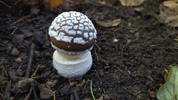 muchotrávka tigrovaná Amanita pantherina (DC.) Krombh.