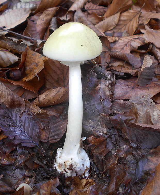 muchotrávka zelená Amanita phalloides (Vaill. ex Fr.) Link