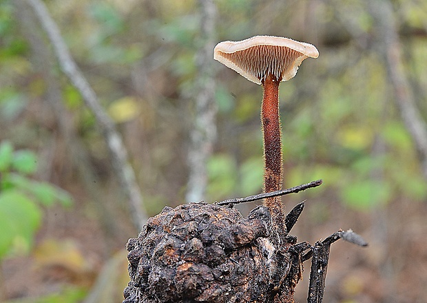 lopatovka obyčajná Auriscalpium vulgare Gray