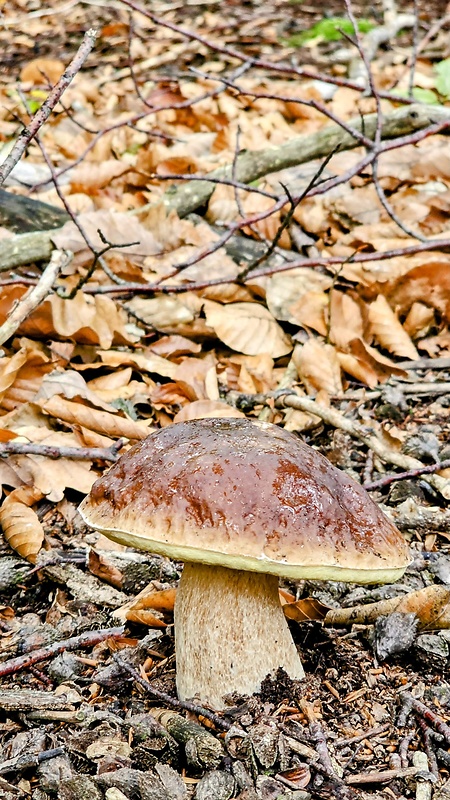 hríb smrekový Boletus edulis Bull.