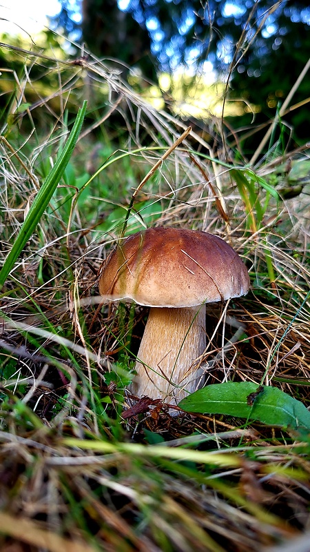 hríb smrekový Boletus edulis Bull.