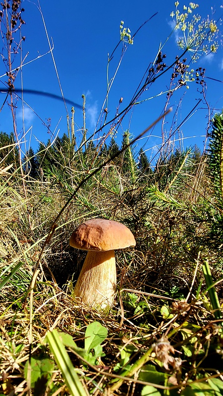 hríb smrekový Boletus edulis Bull.