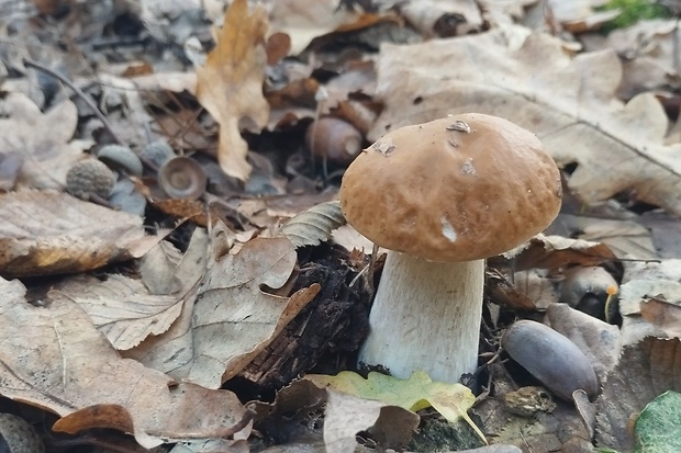 hríb smrekový Boletus edulis Bull.