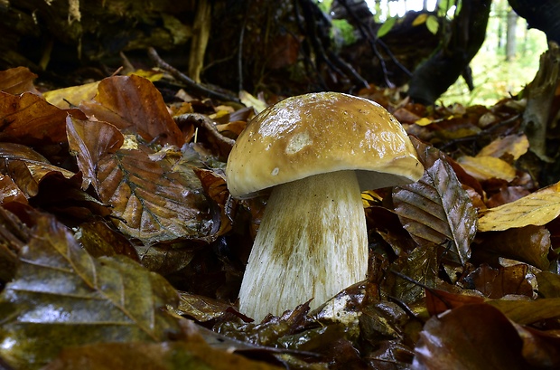 hríb smrekový Boletus edulis Bull.