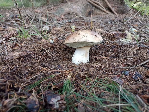 hríb smrekový Boletus edulis Bull.