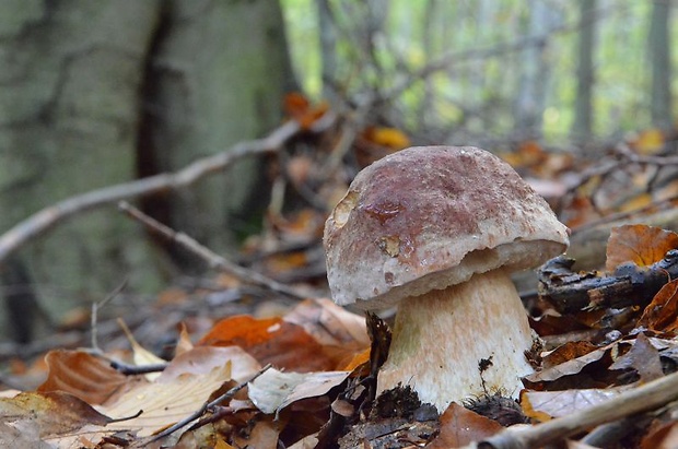 hríb sosnový Boletus pinophilus Pil. et Dermek in Pil.