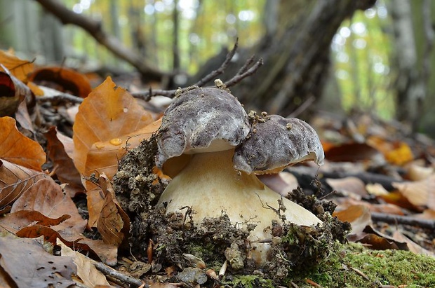 hríb sosnový Boletus pinophilus Pil. et Dermek in Pil.