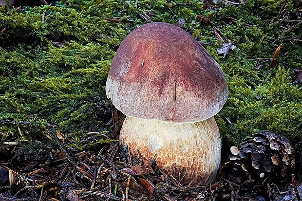 hríb sosnový Boletus pinophilus Pil. et Dermek in Pil.