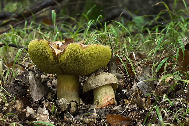 hríb Boletus sp.