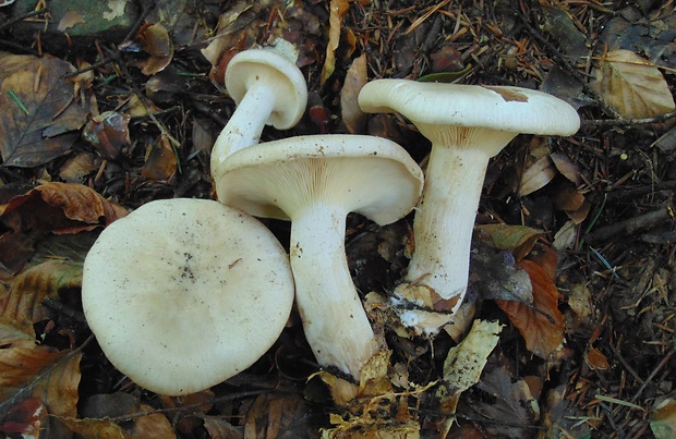 strmuľka inovaťová Clitocybe nebularis (Batsch) P. Kumm.