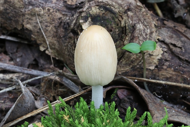 hnojník Coprinellus sp.