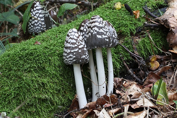 hnojník strakatý Coprinopsis picacea (Bull.) Redhead, Vilgalys & Moncalvo