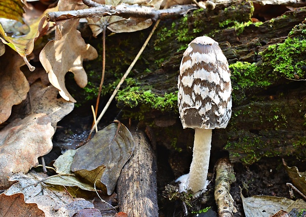 hnojník strakatý Coprinopsis picacea (Bull.) Redhead, Vilgalys & Moncalvo