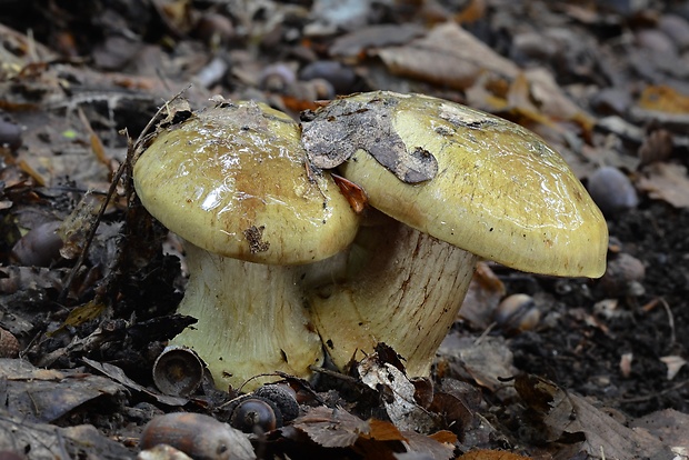 pavučinovec citrónovožltý Cortinarius cf. citrinus J.E. Lange ex P.D. Orton