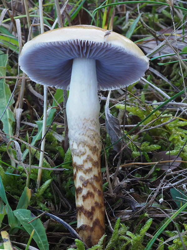 pavučinovec Cortinarius sp.