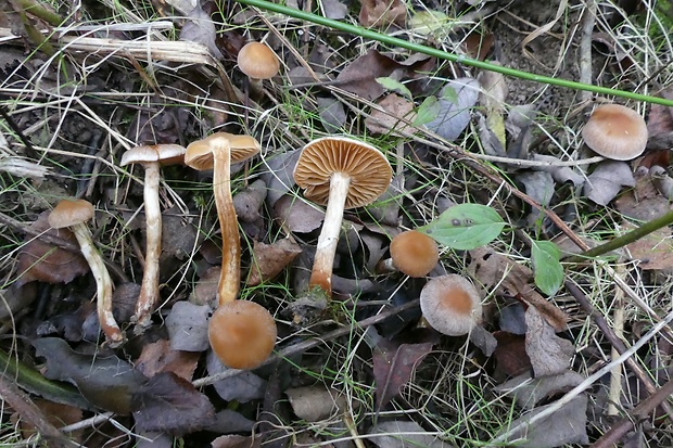 pavučinovec Cortinarius sp.