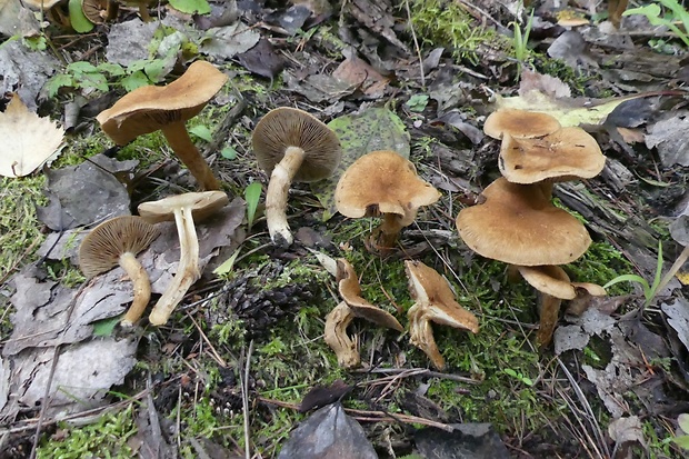 pavučinovec Cortinarius sp.