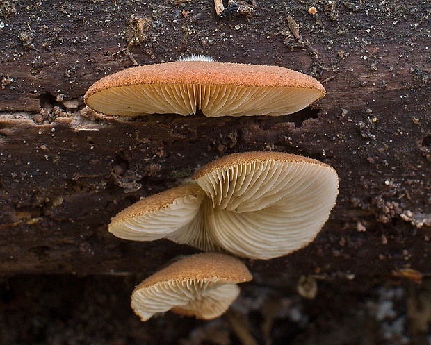 pahliva šafranová Crepidotus crocophyllus (Berk.) Sacc.