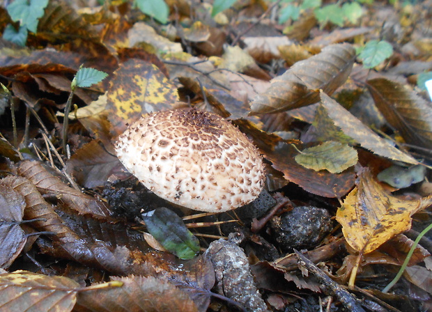 bedlička ostrošupinatá Echinoderma asperum (Pers.) Bon