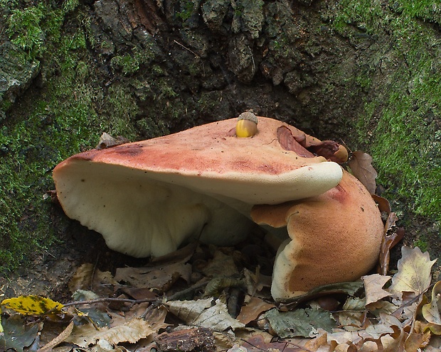 pečeňovec dubový Fistulina hepatica (Schaeff.) With.