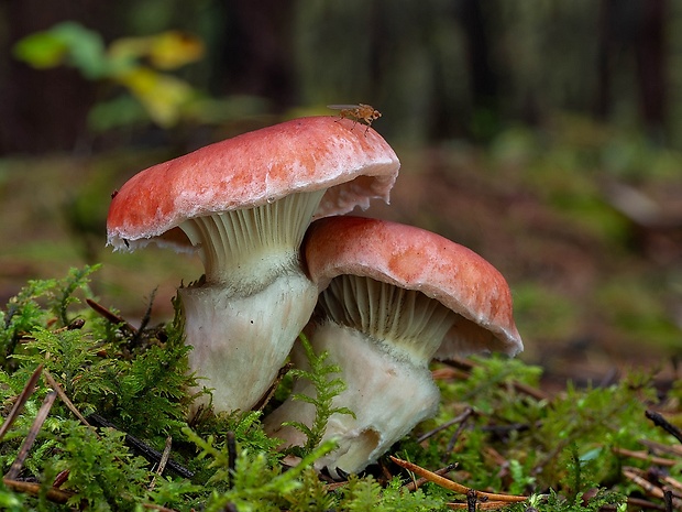 sliziak ružový Gomphidius roseus (Fr.) Oudem.