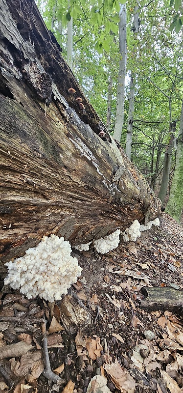 koralovec bukový Hericium coralloides (Scop.) Pers.