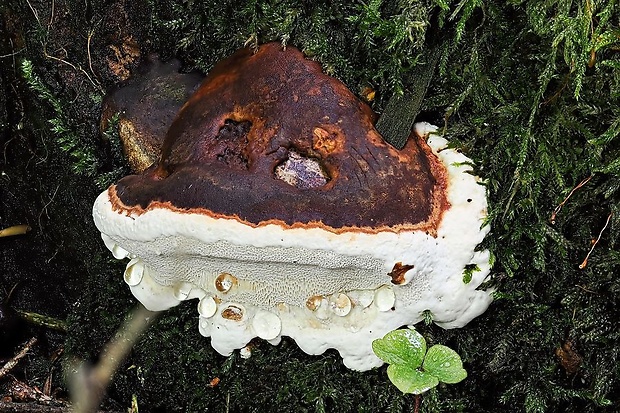 koreňovka vrstevnatá Heterobasidion annosum (Fr.) Bref.