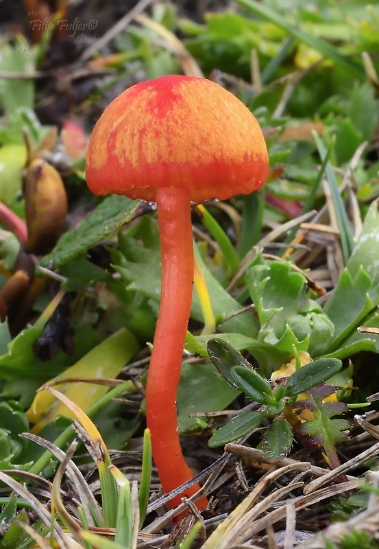 Hygrocybe alpina Fuljer, Zajac, Boertm. & Kautman.